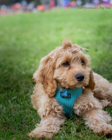 Adorable Pet Portrait