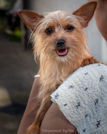 Stunning Pet Portrait