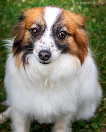Expressive Pet Photography