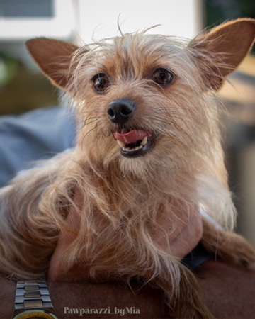Charming Pet Portrait