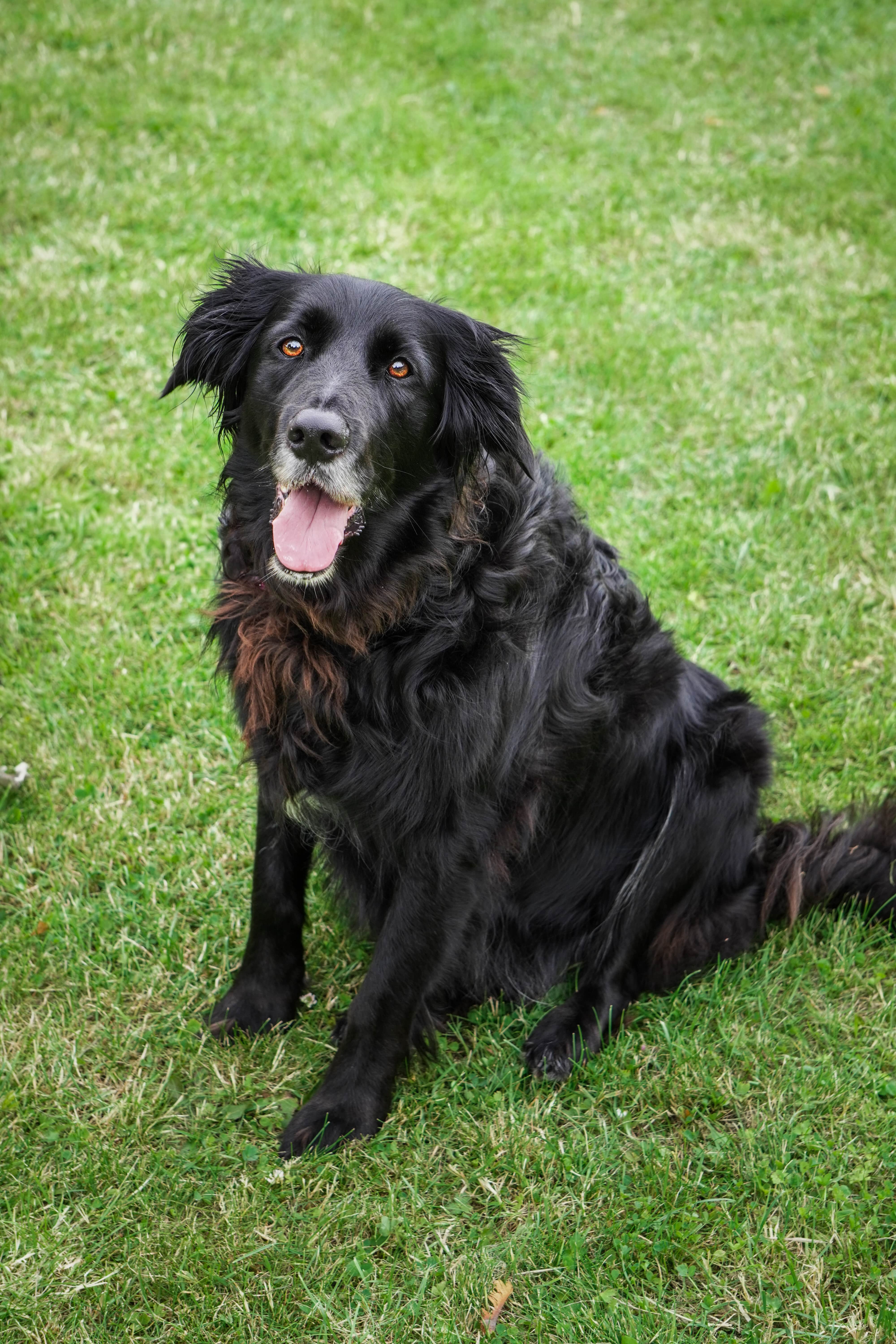 Adorable Pet Portrait