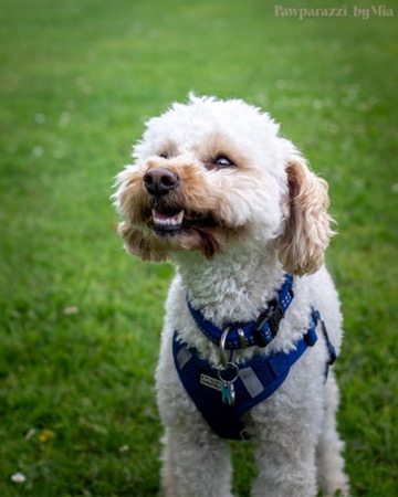 Artistic Pet Portrait