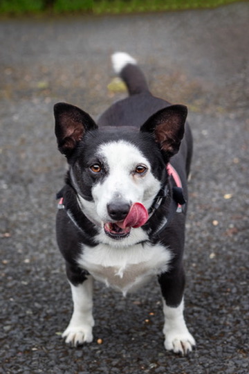 Captivating Pet Photography