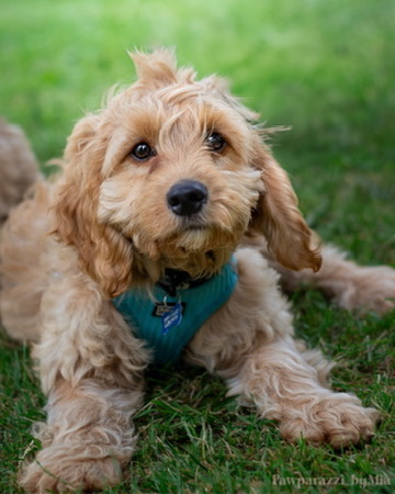 Elegant Pet Portrait