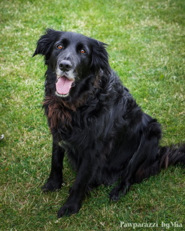 Memorable Pet Portrait