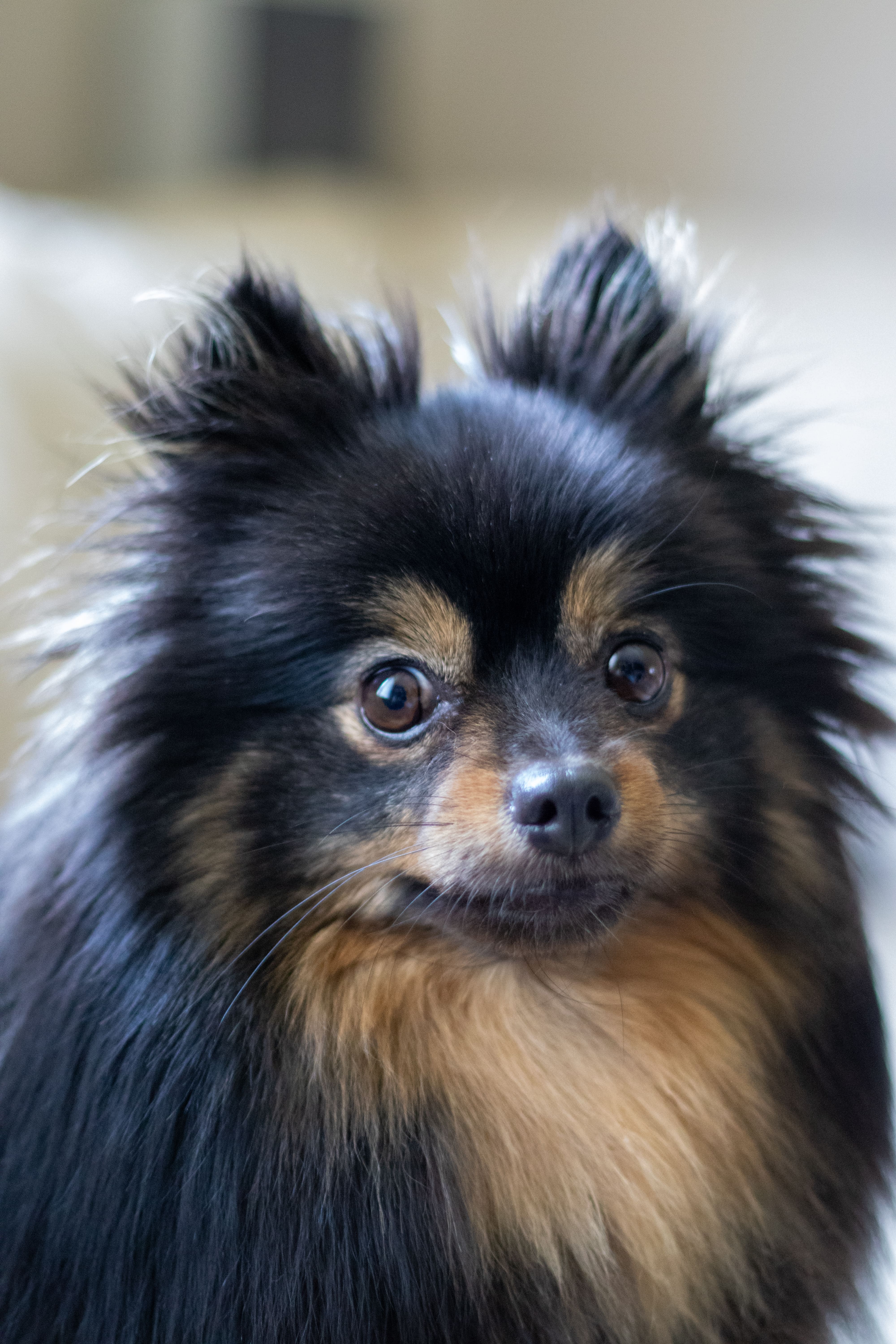 Stunning Pet Portrait