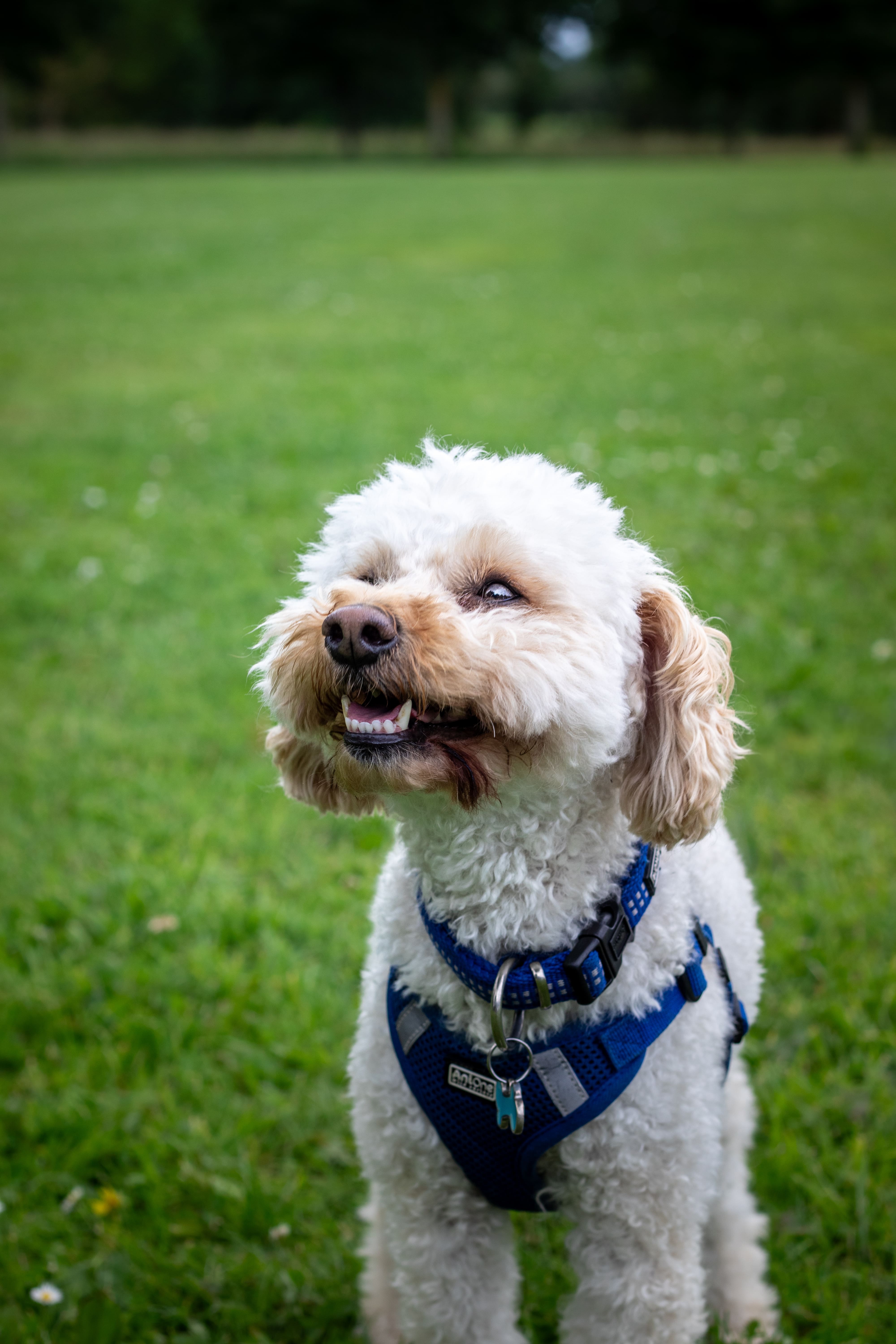 Captivating Pet Photography