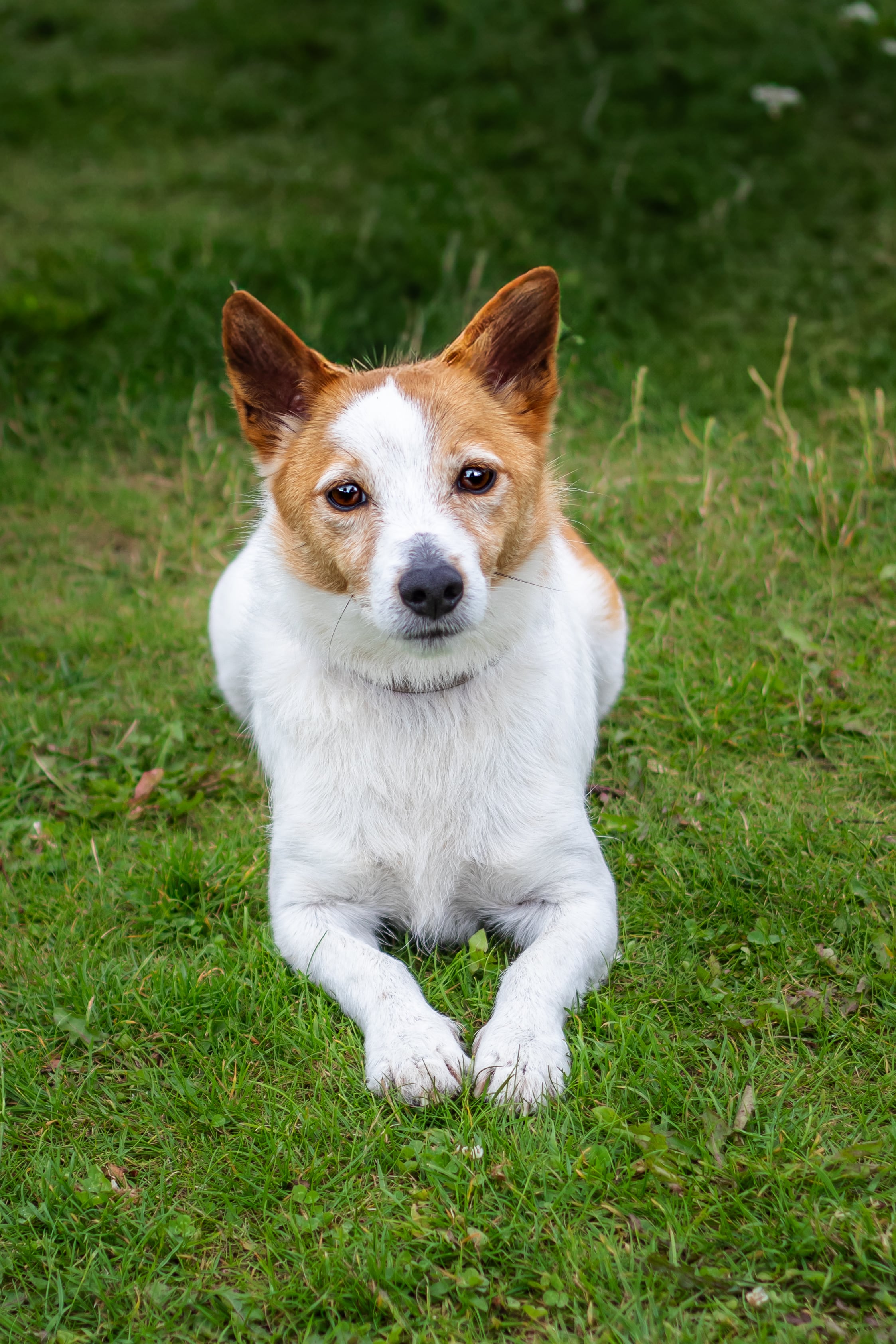 Elegant Pet Portrait