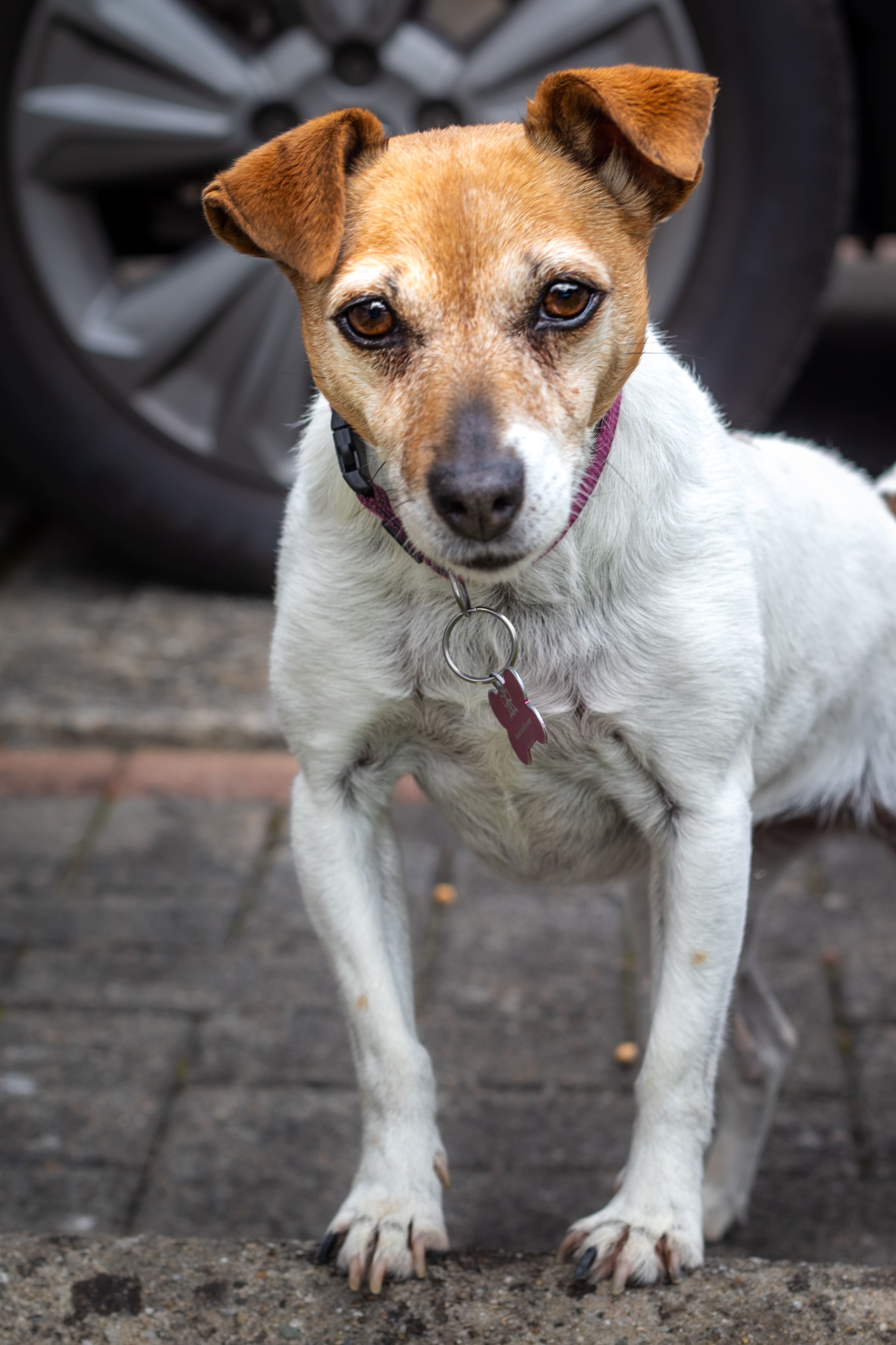 Beautiful Pet Photography