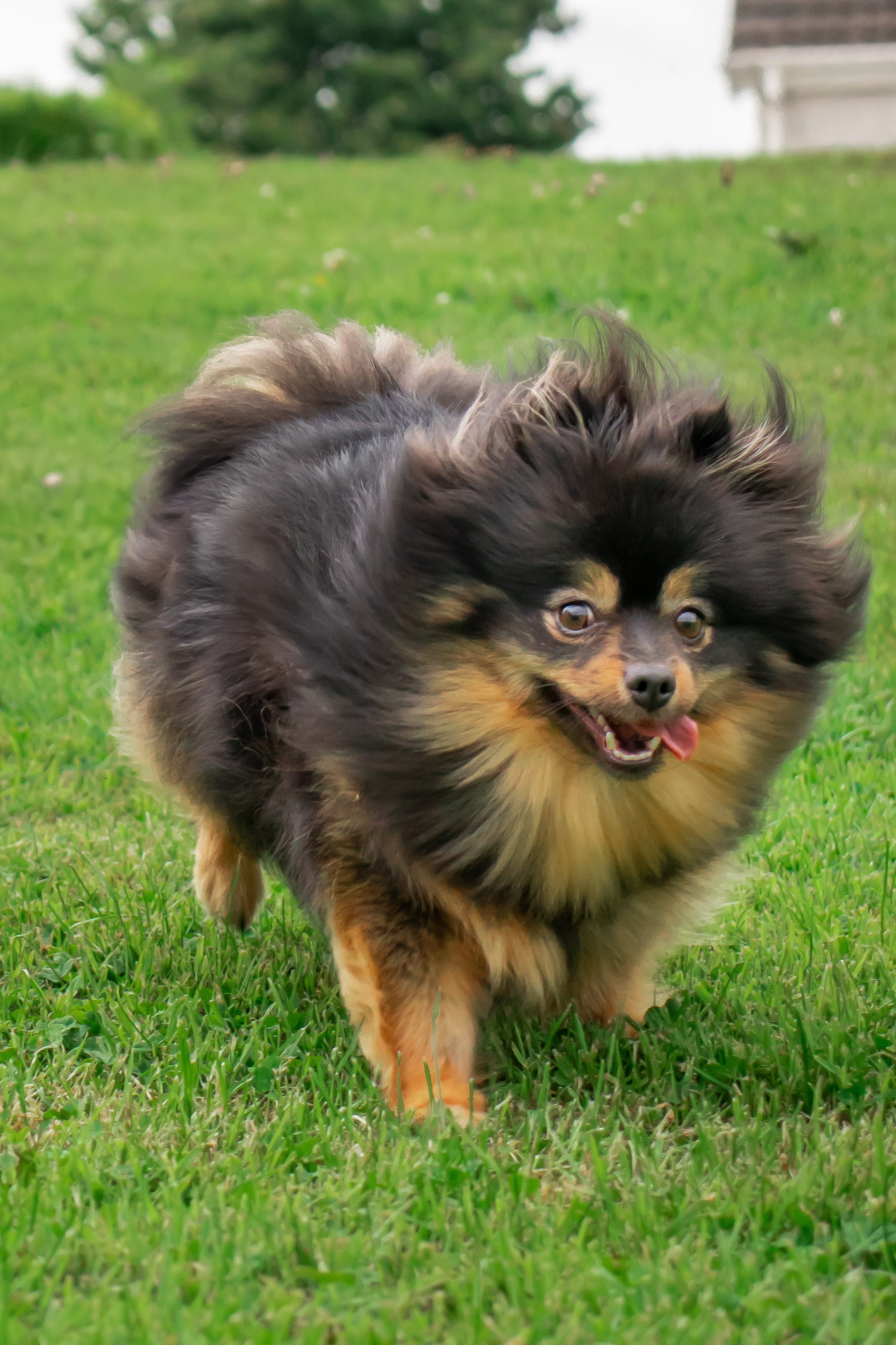 Featured Pet Portrait