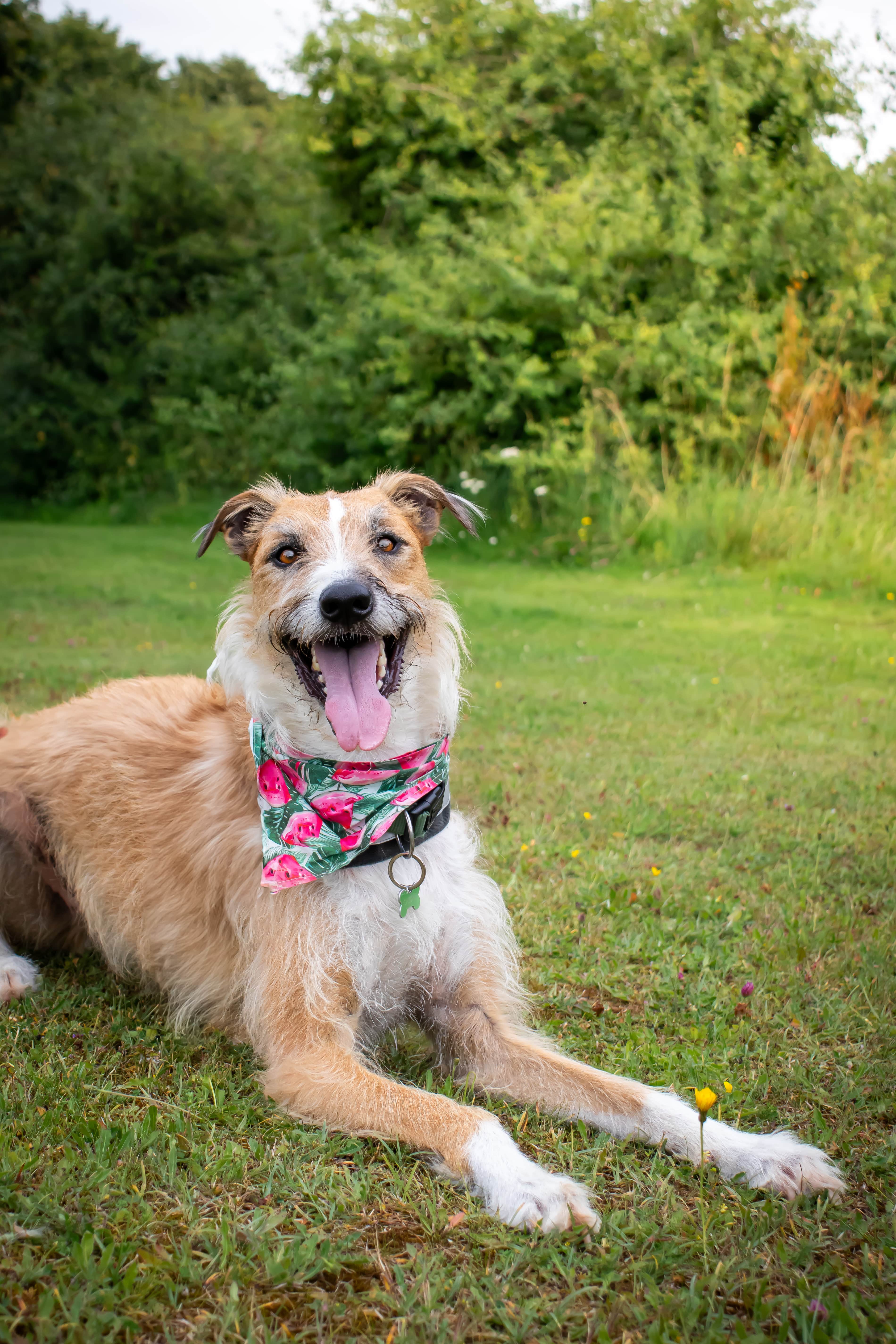 Charming Pet Photography