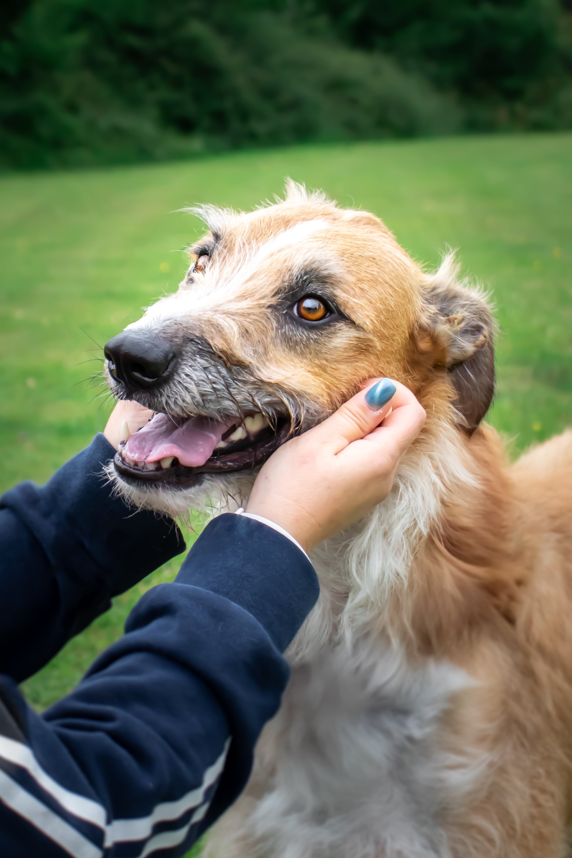 Stunning Pet Photography