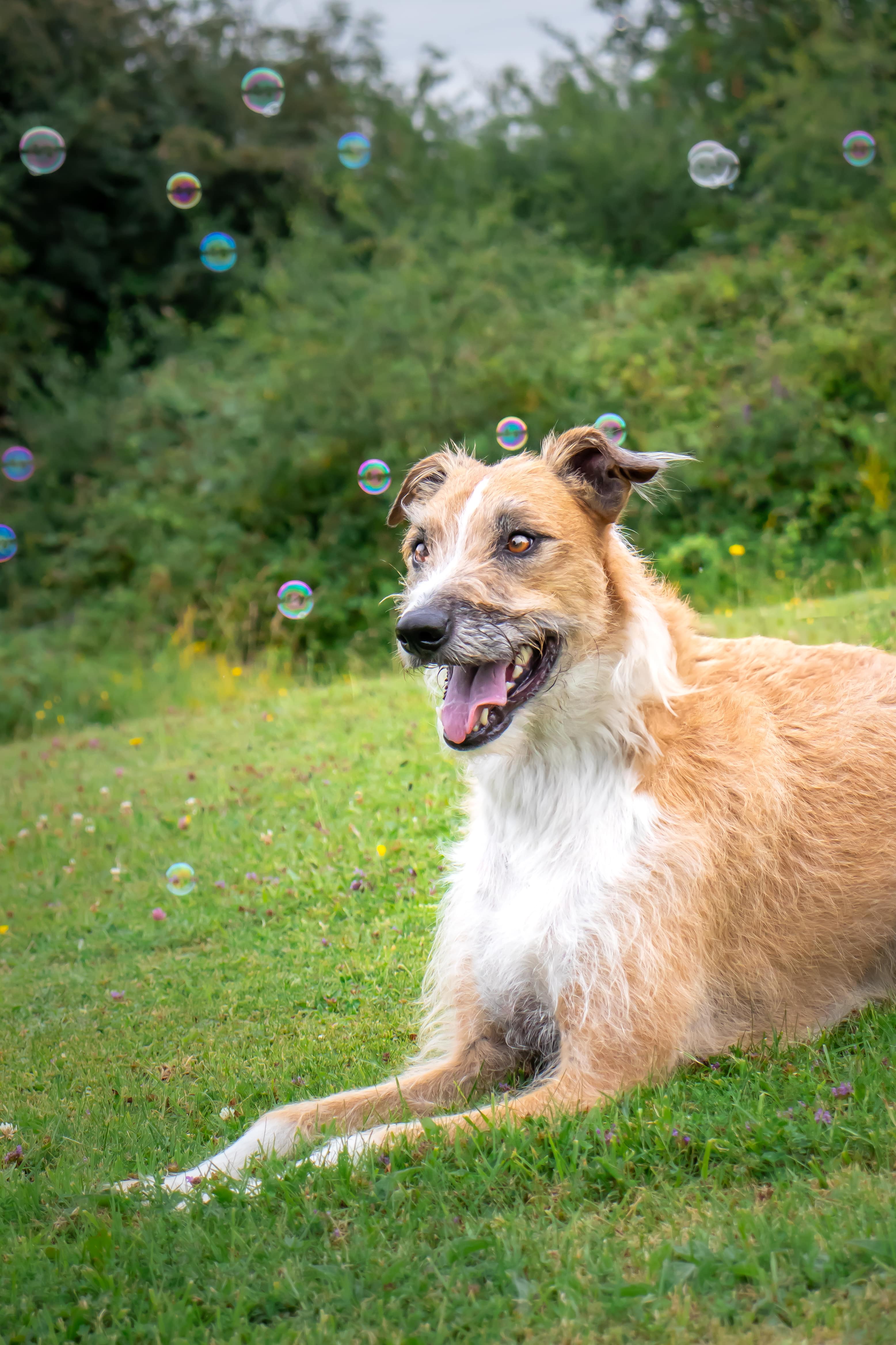 Beautiful Pet Portrait